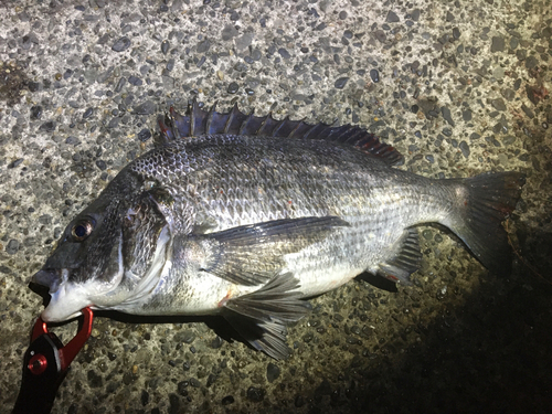 クロダイの釣果