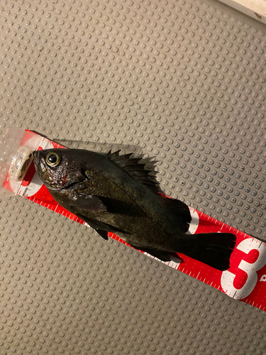 クロメバルの釣果