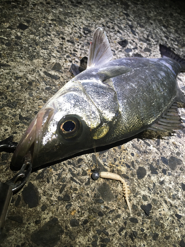 セイゴ（ヒラスズキ）の釣果