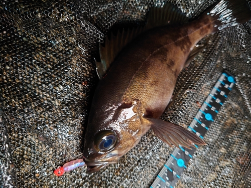 メバルの釣果