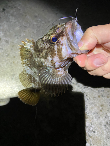 ソイの釣果