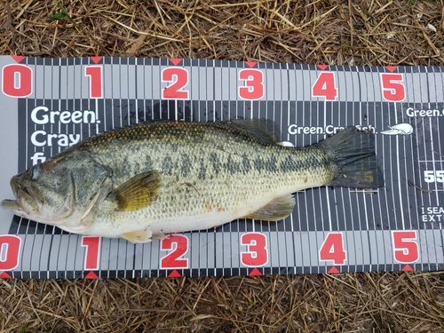 ブラックバスの釣果