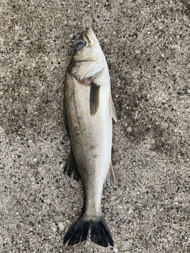 フッコ（マルスズキ）の釣果