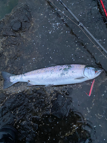 サクラマスの釣果