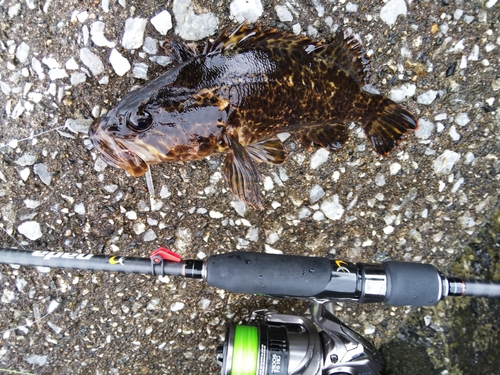 タケノコメバルの釣果