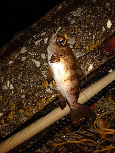 メバルの釣果