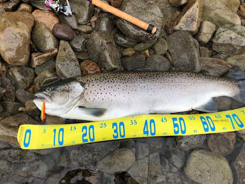 ブラウントラウトの釣果