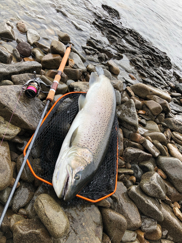 ブラウントラウトの釣果