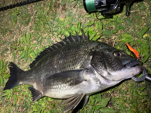 チヌの釣果