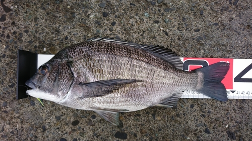 クロダイの釣果