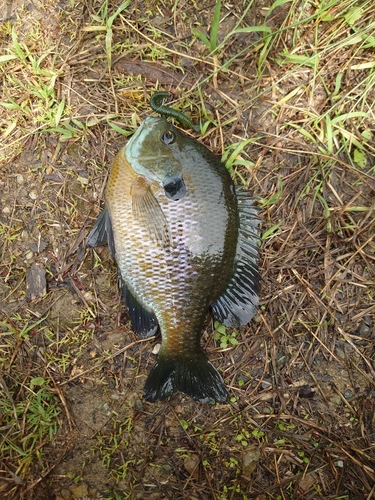 ブルーギルの釣果