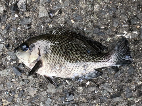 メジナの釣果