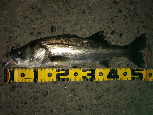 シーバスの釣果