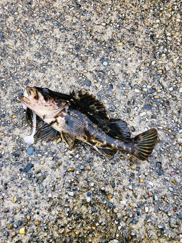 タケノコメバルの釣果