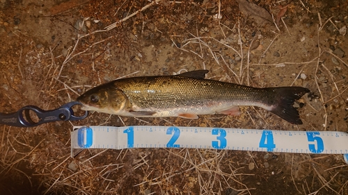 ウグイの釣果