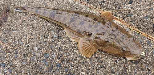 マゴチの釣果