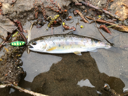 ヤマメの釣果