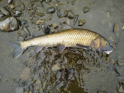 ニゴイの釣果