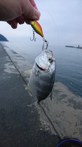 メッキの釣果