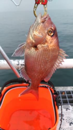 マダイの釣果