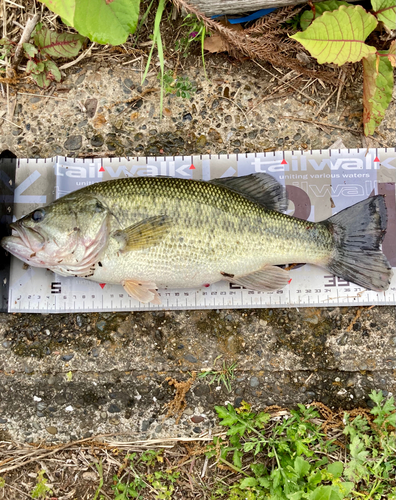 ラージマウスバスの釣果