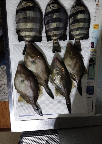 カワハギの釣果