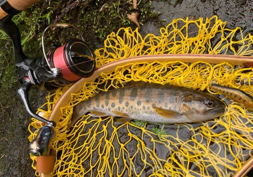 ヤマメの釣果