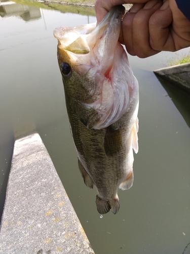 ラージマウスバスの釣果