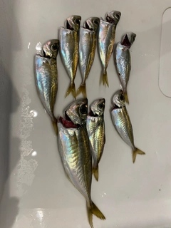 アジの釣果