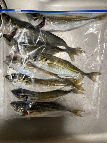 アジの釣果