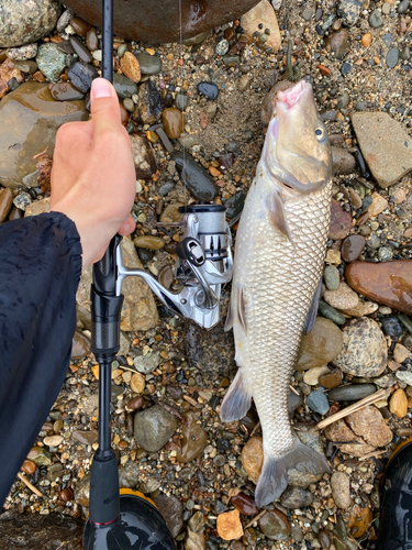 ニゴイの釣果