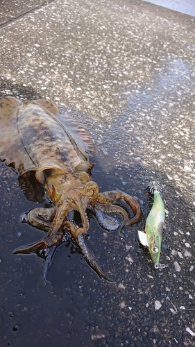 アオリイカの釣果