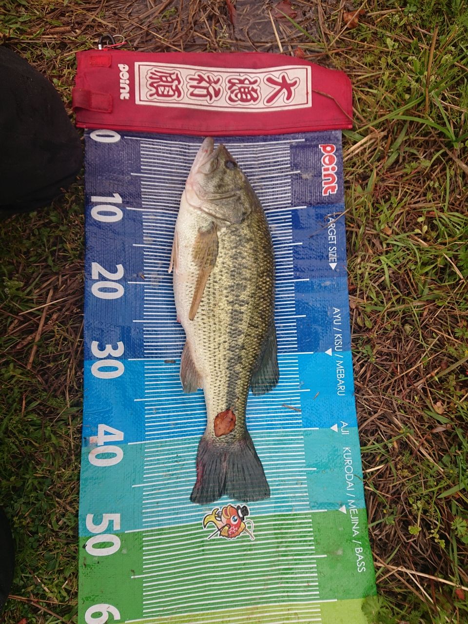 ラージマウスバス