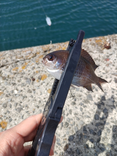 スズメダイの釣果