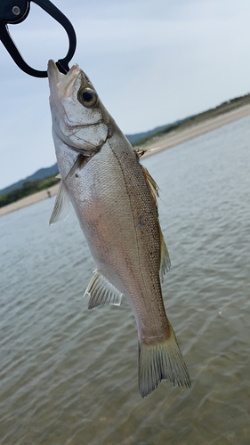 セイゴ（ヒラスズキ）の釣果