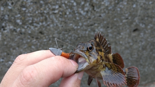 ムラソイの釣果