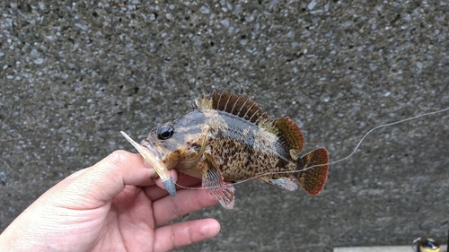 ムラソイの釣果