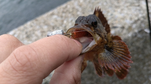 ムラソイの釣果