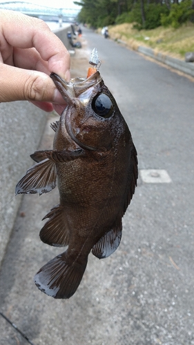 メバルの釣果