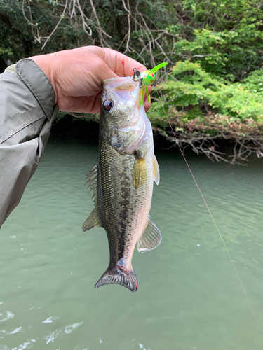 ラージマウスバスの釣果