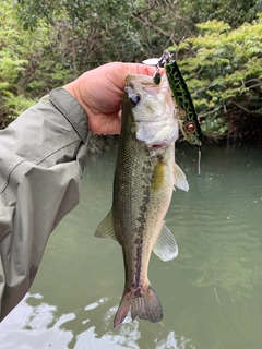 ラージマウスバスの釣果