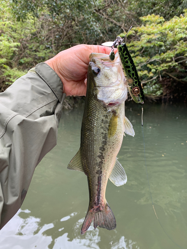 ラージマウスバスの釣果