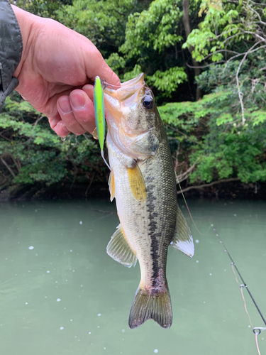 ラージマウスバスの釣果