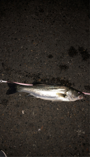 フッコ（マルスズキ）の釣果