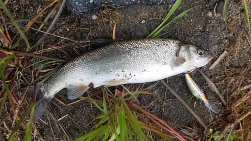 ウグイの釣果