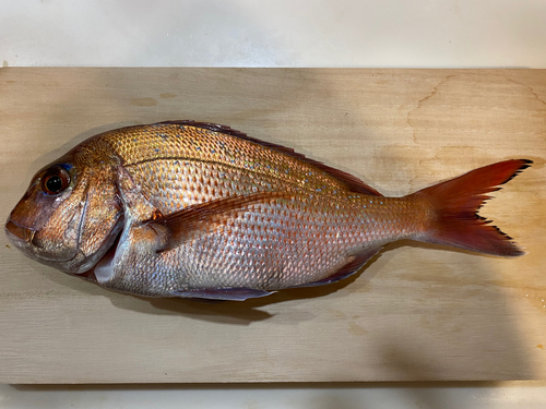 マダイの釣果