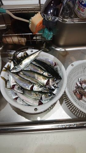 サバの釣果