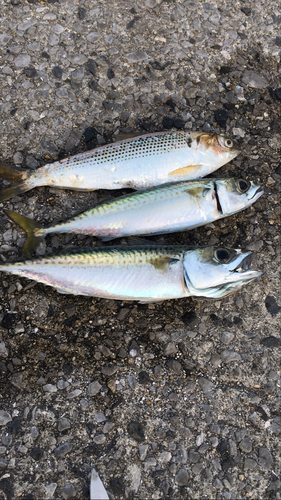 コノシロの釣果