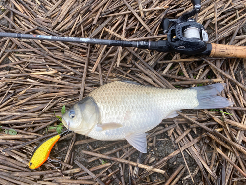 ヘラブナの釣果