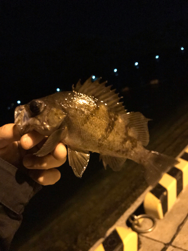 メバルの釣果